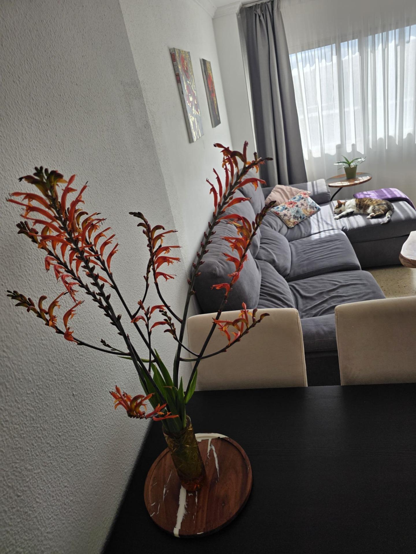 Pisos-Venta-Las Palmas de Gran Canaria-2427246-Foto-6