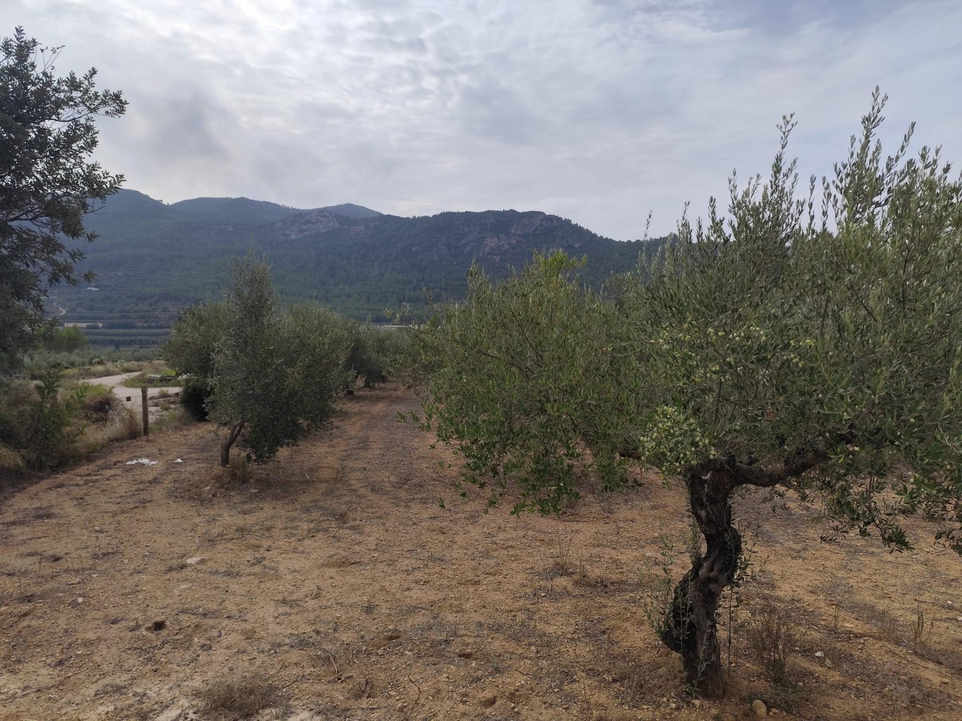 Casas o chalets-Venta-Mogente-2427234-Foto-28