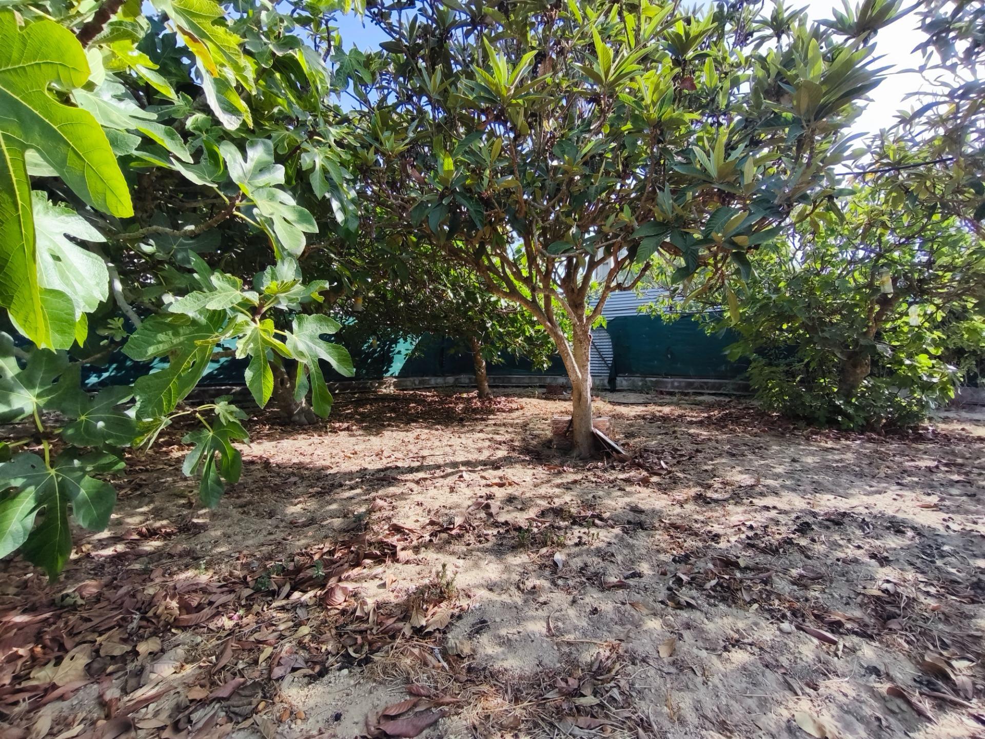 Casas o chalets-Venta-Chiclana de la Frontera-2427252-Foto-71