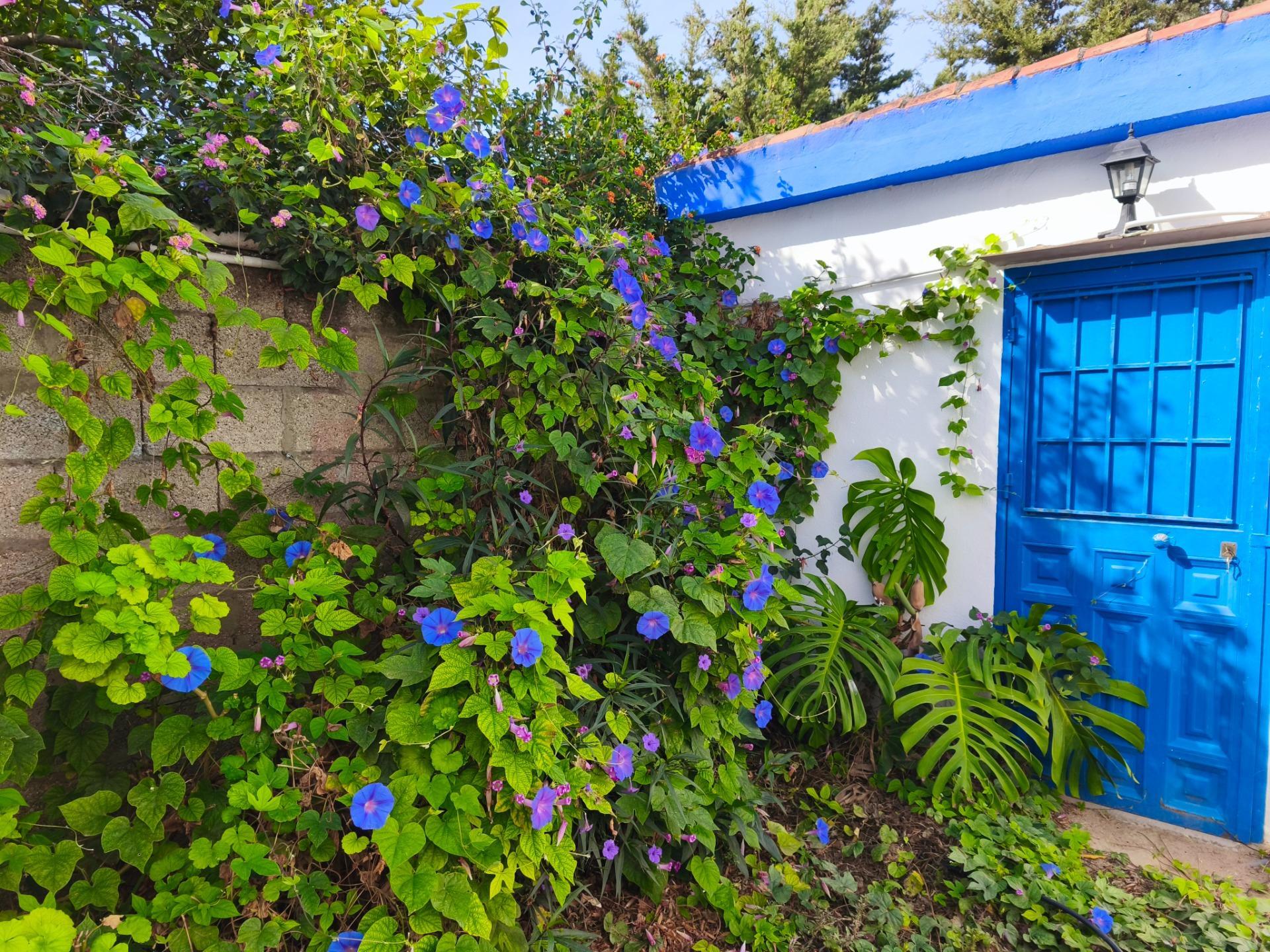 Casas o chalets-Venta-Chiclana de la Frontera-2427252-Foto-77