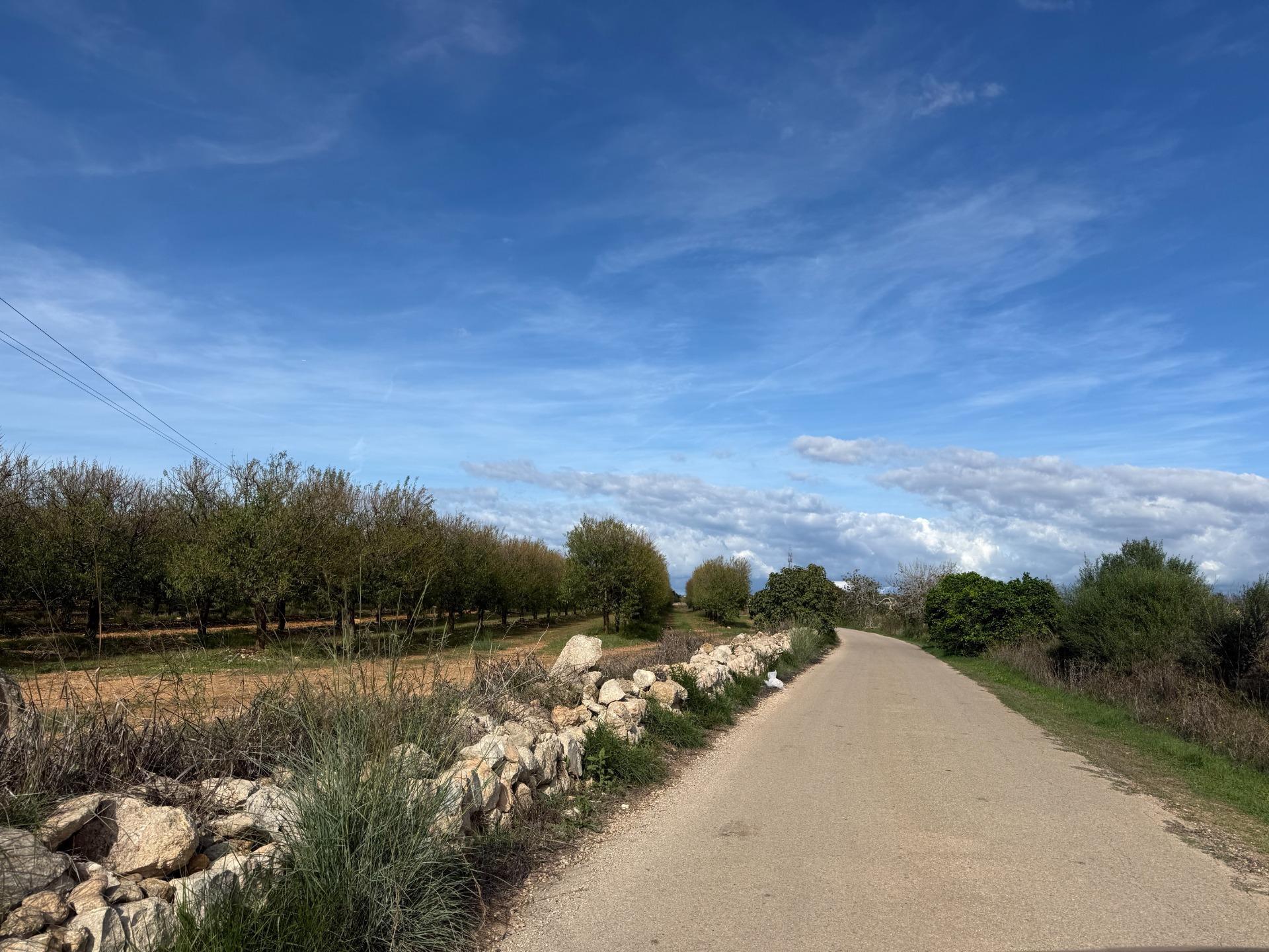 Fincas y solares-Venta-Petra-2443457-Foto-4