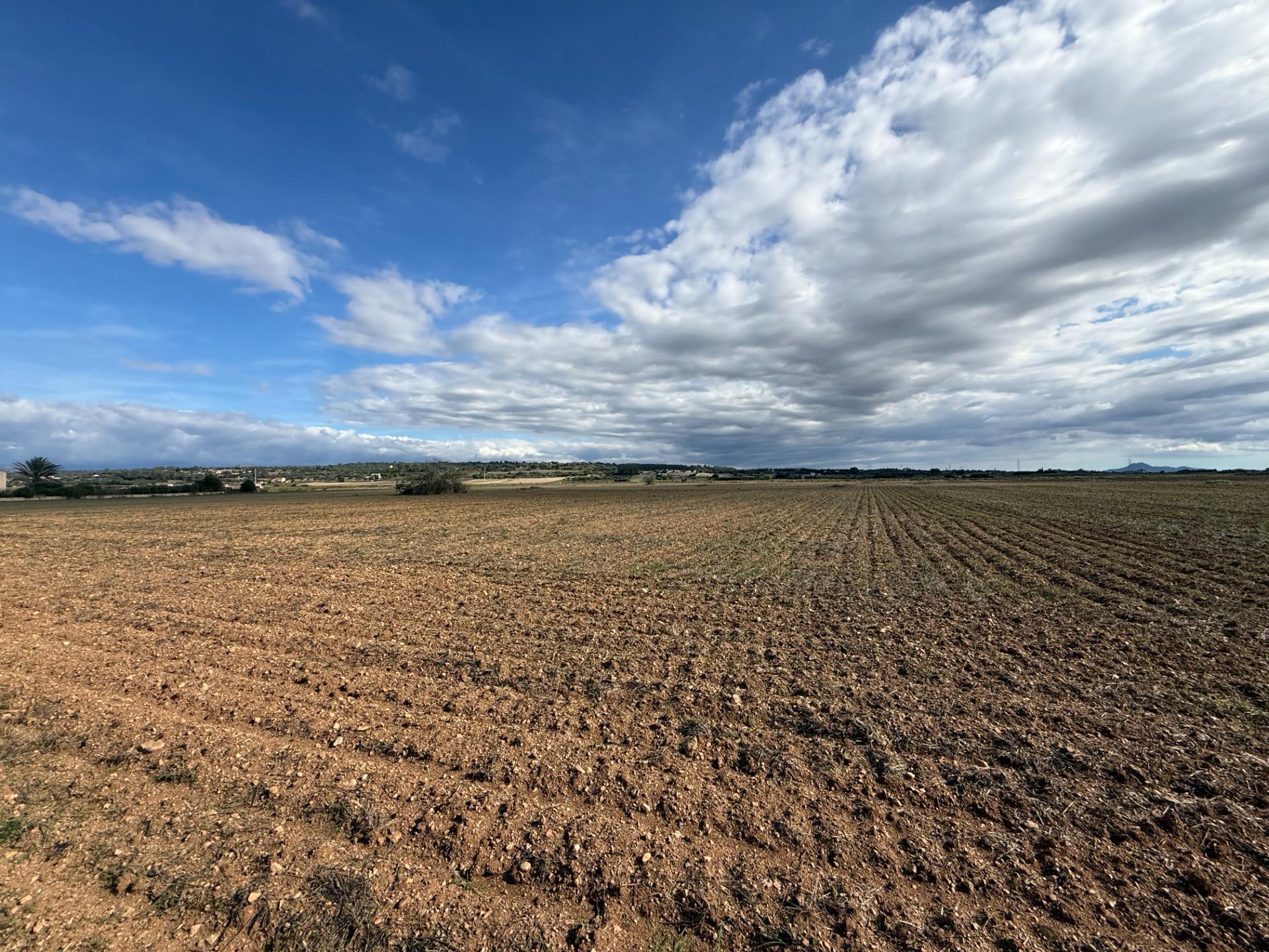Fincas y solares-Venta-Petra-2443457