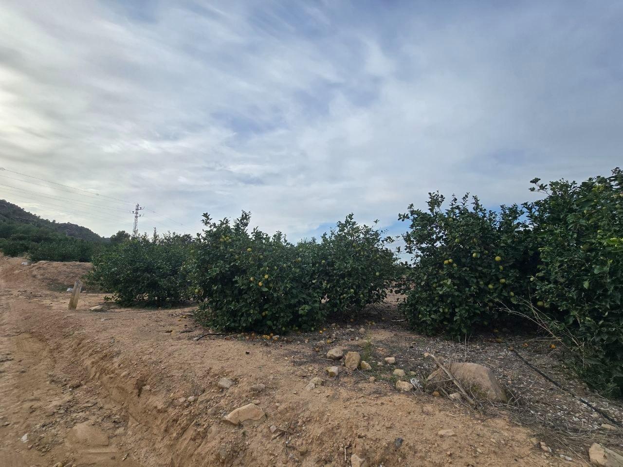 Fincas y solares-Venta-Blanca-2440404