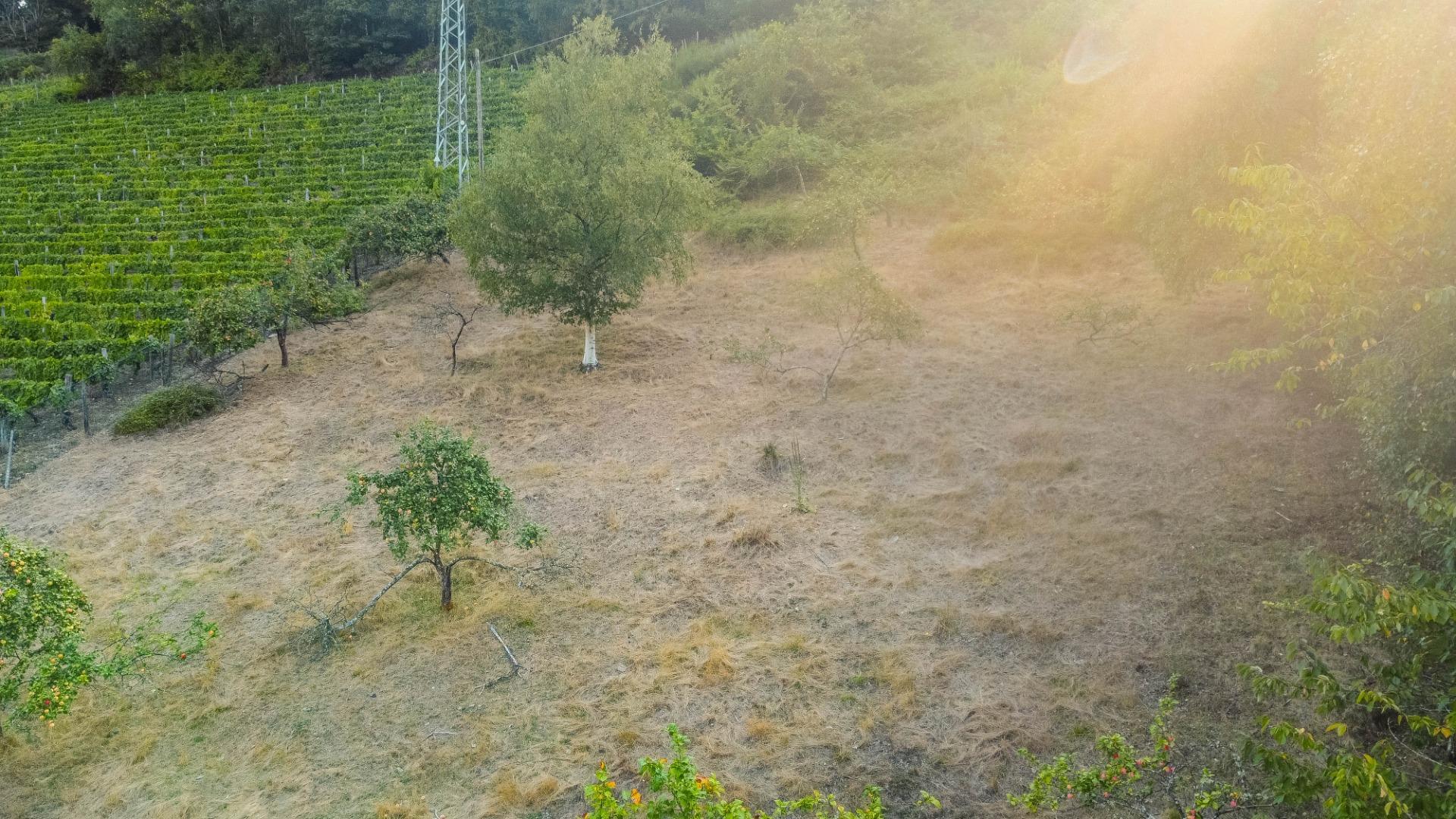 Fincas y solares-Venta-Cangas del Narcea-2443472-Foto-12