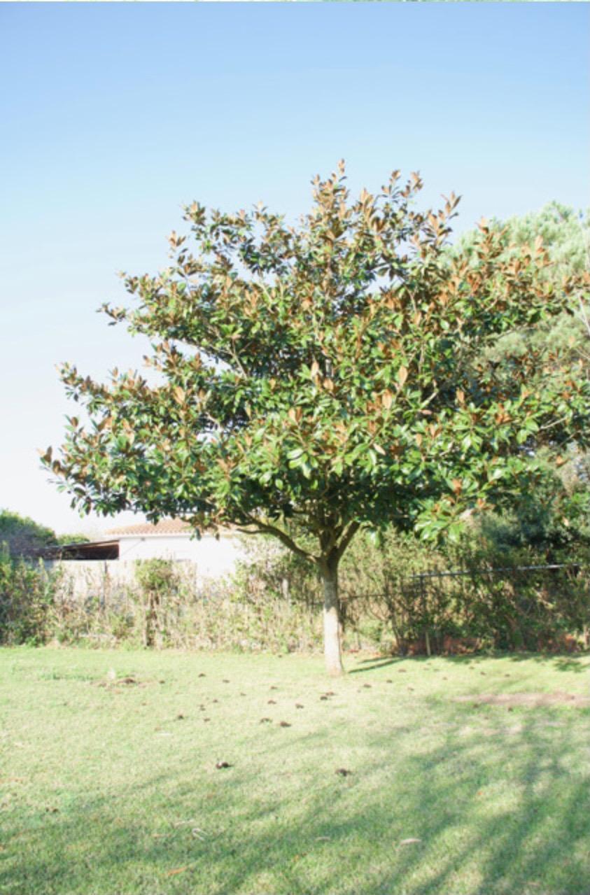 Fincas y solares-Venta-Laredo-2444137-Foto-8