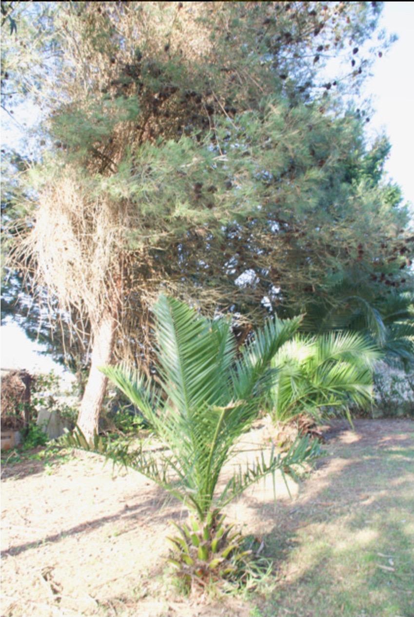 Fincas y solares-Venta-Laredo-2444137-Foto-7