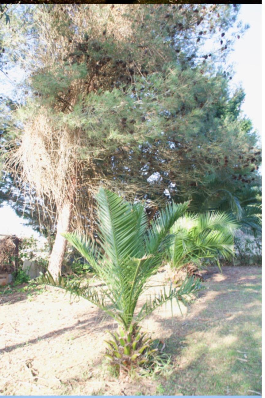 Fincas y solares-Venta-Laredo-2444137-Foto-11