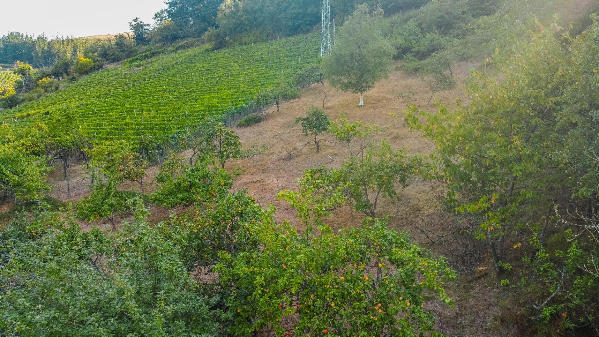 Fincas y solares-Venta-Cangas del Narcea-2443472-Foto-10