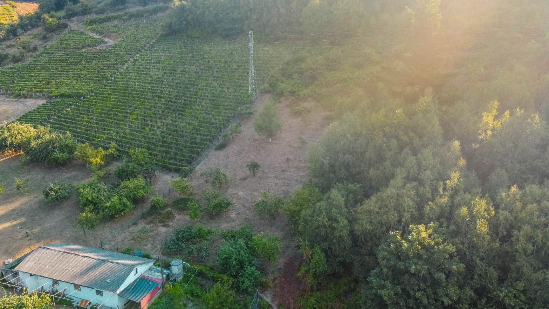 Fincas y solares-Venta-Cangas del Narcea-2443472-Foto-30