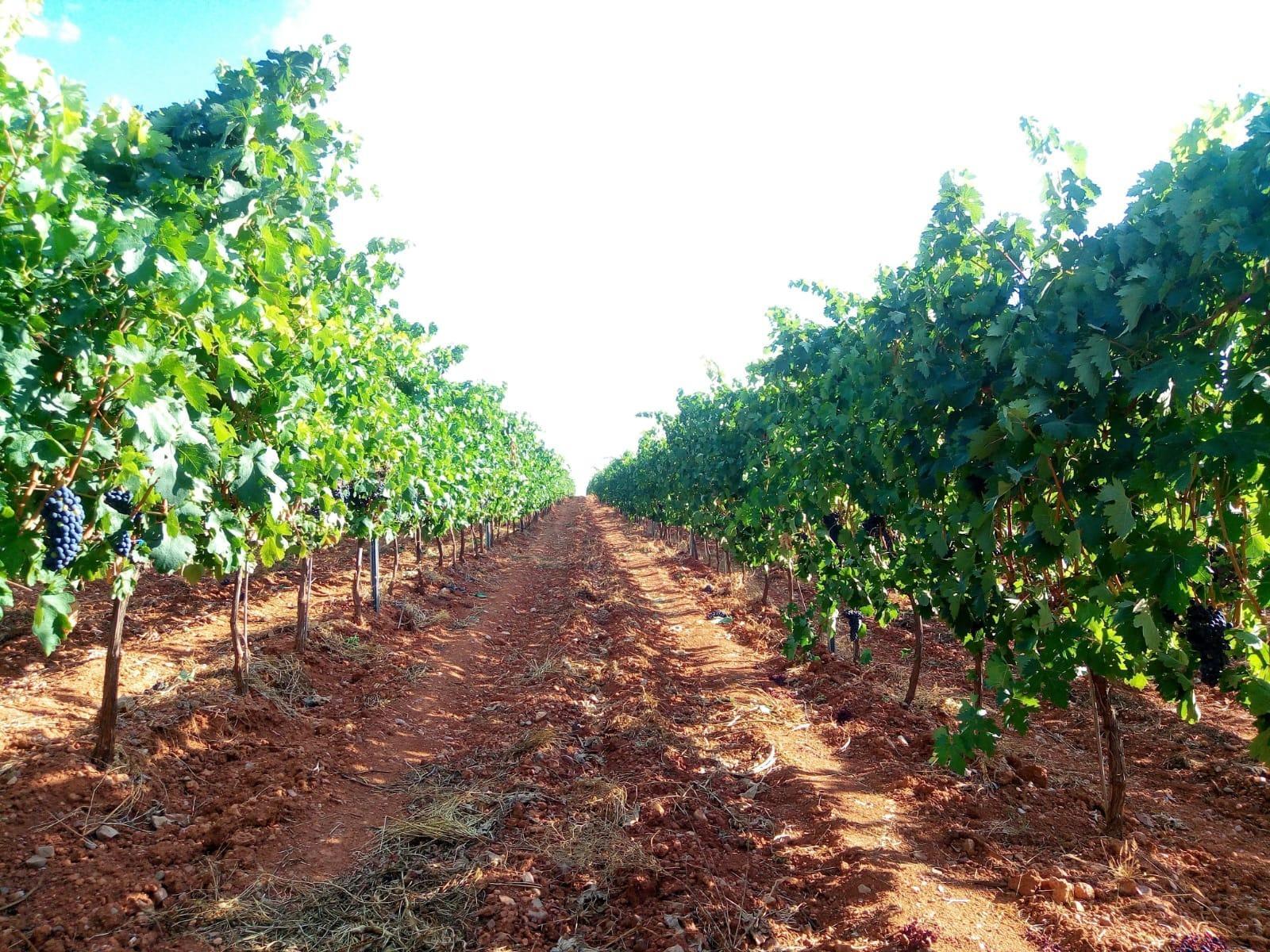 Fincas y solares-Venta-Honrubia de la Cuesta-2444404-Foto-3