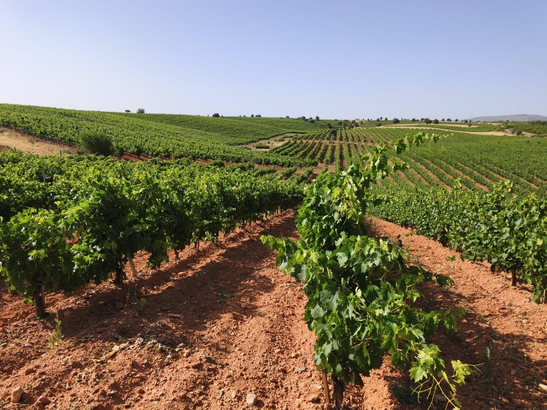 Fincas y solares-Venta-Honrubia de la Cuesta-2444404